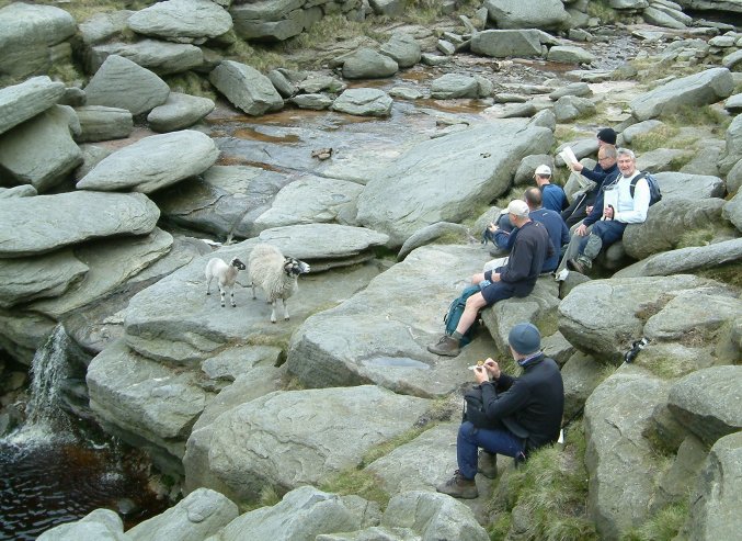 Mermaid falls with the famous sheep